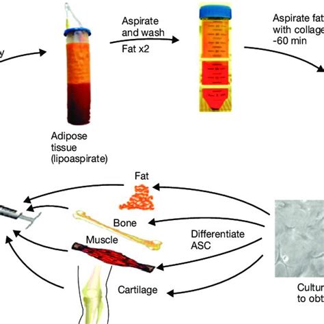 Pdf Adipose Derived Stem Cells Characterization And Clinical Application