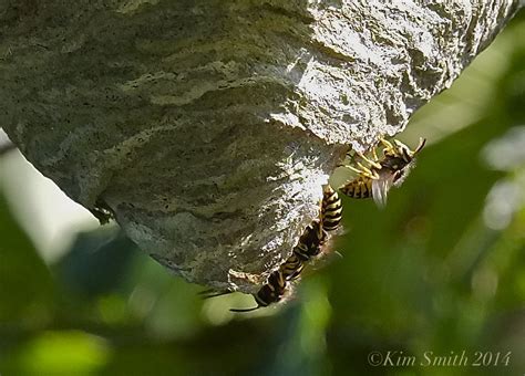 Aerial Yellowjacket Nest And Why Yellowjackets Are Considered Beneficial Insects Kim Smith Films