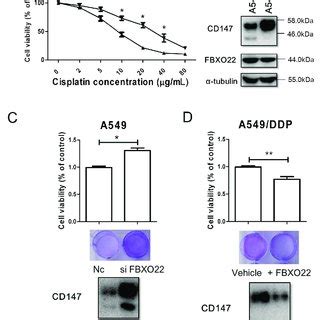 FBXO22 CD147 Axis Is Involved In A549 DDP Chemo Resistance A Growing