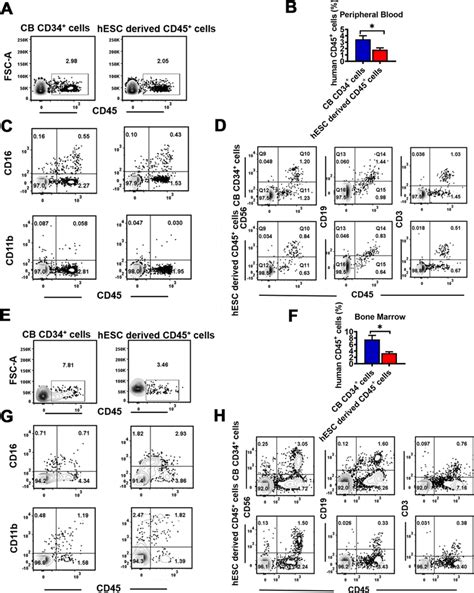 In Vivo Lineage Potential Of Hesc Derived Cd Cells A And B Human