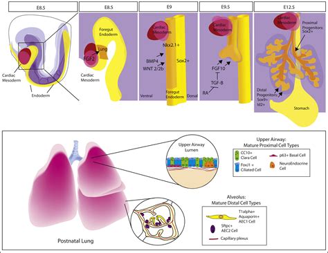 Directing Lung Endoderm Differentiation In Pluripotent Stem Cells Cell