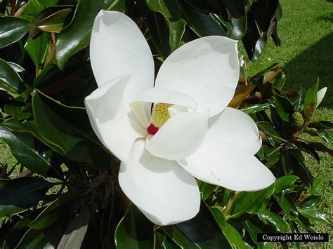 Southern Magnolia White Flowering Trees Florida Trees Ornamental Trees