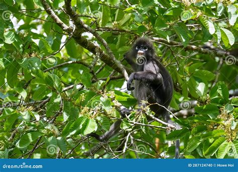 Dusky Leaf Monkey Or Spectacled Langur Sitting On The Tree In The