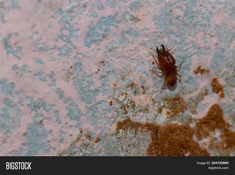 Termites Damage Home, Image & Photo (Free Trial) | Bigstock