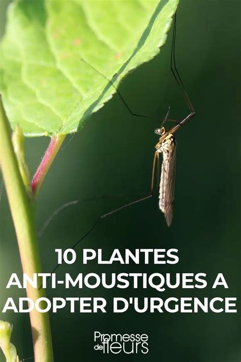 Les 10 meilleures plantes anti moustiques pour protéger votre maison