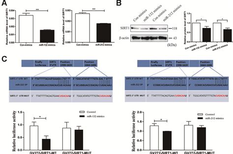 Sirt Is A Direct Target Gene Of Mir And A And B Qrt Pcr And