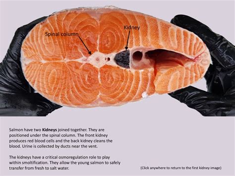 Internal Anatomy Of The Salmon Ppt Download