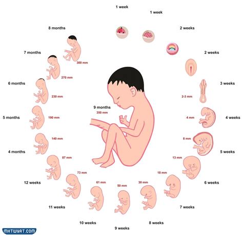 حساب اشهر الحمل بالاسابيع والايام موقع محتويات