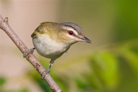 Red Eyed Vireo Birds Of Hovland Woods Sna Biodiversity All