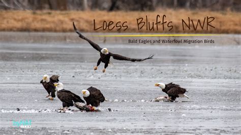 Loess Bluffs National Wildlife Refuge Bald Eagles And Waterflow