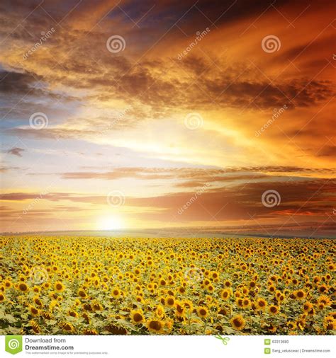 Sunset Over Sunflowers Field Stock Photo - Image of farm, environment ...