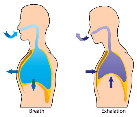 Deep Breathing Exercises For Lungs And Increasing Lungs Capacity Ck