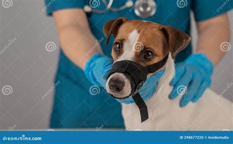 A Veterinarian Examines A Jack Russell Terrier Dog Wearing A Cloth