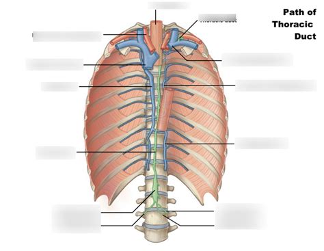 Path Of Thoracic Duct Week Diagram Quizlet