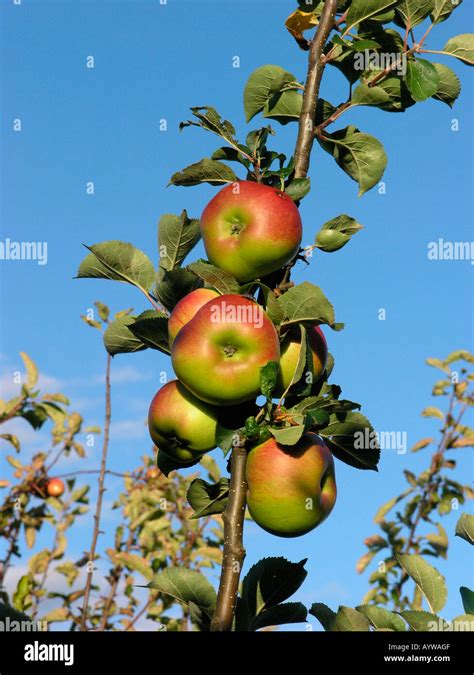 Bramley Apples Autumn Tree Hi Res Stock Photography And Images Alamy