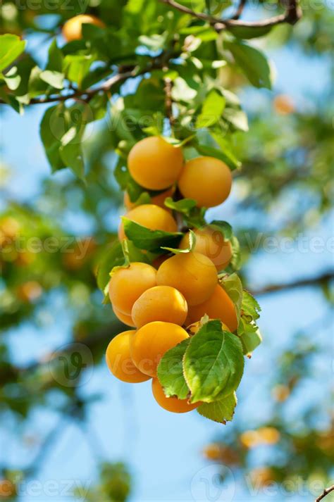 Cherry-plum tree with fruits 791754 Stock Photo at Vecteezy