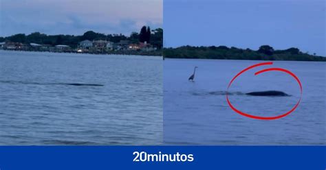 Avistan Una Misteriosa Criatura En Un Lago Sus Hombros Eran