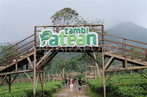 Wisata Alam Patean Tambi Antara Foto