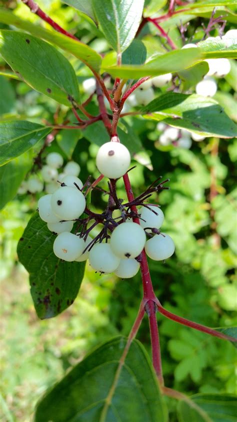 Red osier dogwood – AWES | Agroforestry and Woodlot Extension Society of Alberta