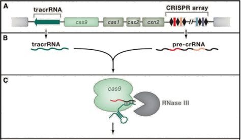 Crispr Cas