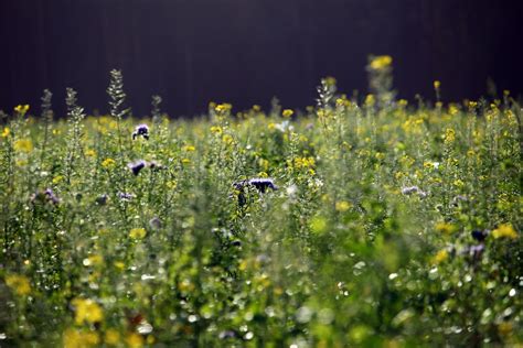 图片素材 性质 厂 领域 草坪 草地 草原 阳光 绿色 黄色 植物群 野花 花卉 栖息地 芥末 宏观摄影