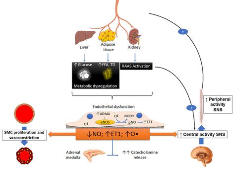 Schematic Drawing Illustrating The Metabolic Endothelial Nitric Oxide