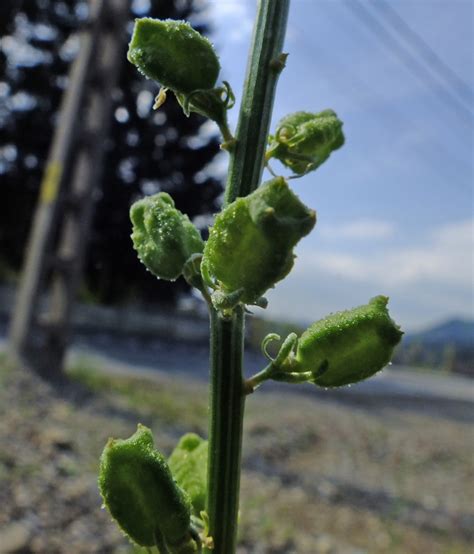 Reseda Lutea Resedaceae Image 55778 At PhytoImages Siu Edu