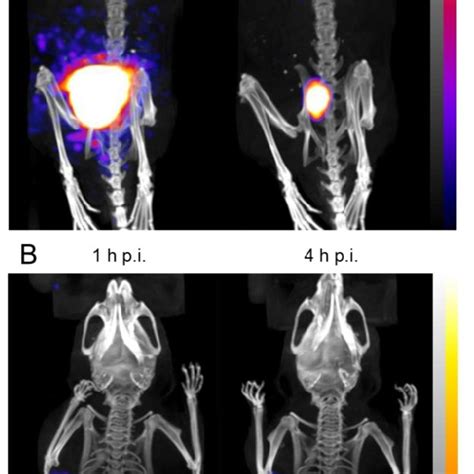 Representative Spect Ct Images At H P I And H P I Of Balb C Nude