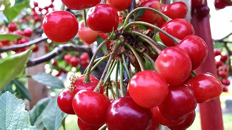 Cherry Tree How To Grow Cherry Tree In Containers Growing Cherries