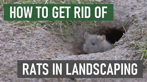 How To Get Rid Of Rats In Gardens Ornamental Landscapes YouTube