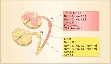 The Changes In Expression Of Tnf Il And Il And Various Ion