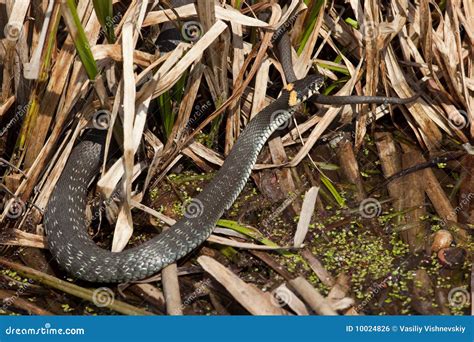 Serpiente De Hierba Foto De Archivo Imagen De Salvaje