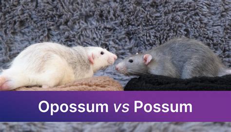 Opossum Vs Possum What S The Difference Meaning Key Facts Trinka