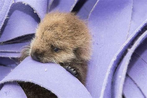 Photos Orphaned Sea Otter Pup Rescued By Shedd Aquarium And Monterey