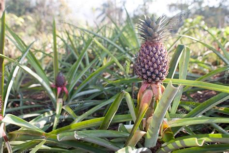 Pineapple on a wild bush. — Stock Photo © dkphoto24 #90514330