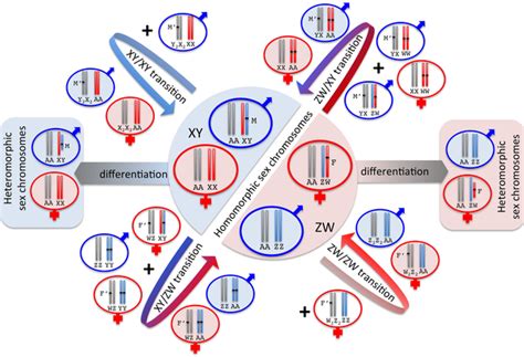 Chromosomal Basis Of Sex Determination Rethink Biology Notes