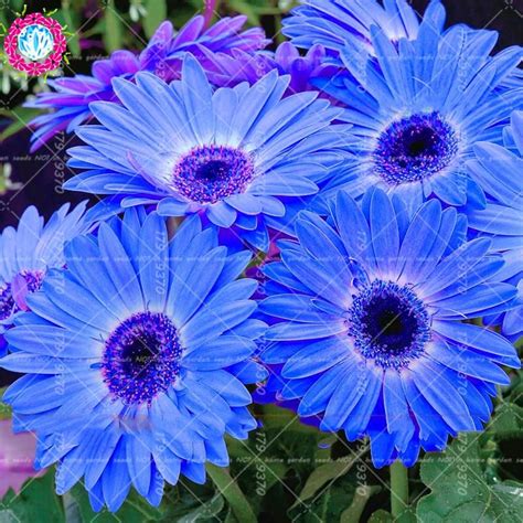 100pcs Bonsai Blue Daisy Seeds Perennial Indoor Flowers Plants Flower Seeds Bellis Perennis For