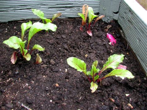 How To Grow Beetroot In Containers From Beet Seeds In 2021 Container