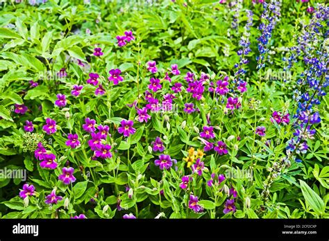 Lewis monkeyflower Mimulus lewisii y Lupin azul género Lupinus