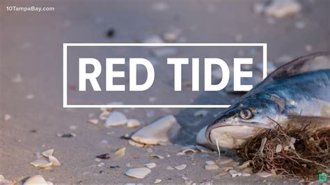 Researchers Find Out How Much The 2018 Red Tide Outbreak Costed Florida The Suncoast News And Scoop