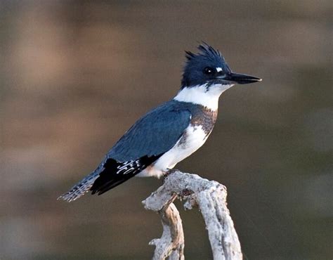 Ceryle Alcyon - Belted Kingfisher