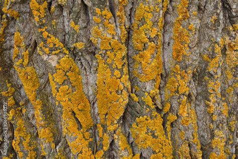 Maple Tree Bark With Moss Close Up Old Wood Tree Bark Texture With