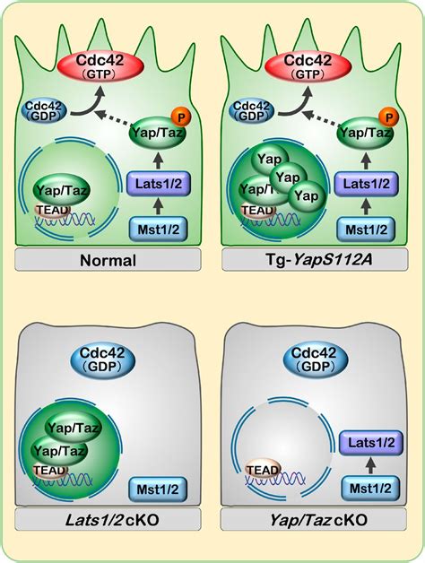 YAP TAZ CDC42 Signaling Regulates Vascular Tip Cell Migration PNAS