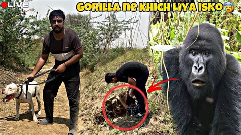 Gorilla ne khichliya😱😡Underground Trap me😭Pitbull shocked🙏 - YouTube