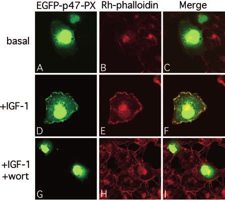 The P47 Phox PX Domain Translocates To Membrane Ruffles Dependent On PI