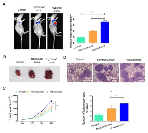 Hypoxia Exos Facilitate The Tumor Growth And Metastasis Of A Cells