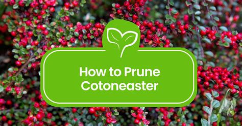 Cotoneaster Pruning 101: How to Shape and Maintain Your Shrubs - Plant Propagation