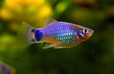 Le Platy Ou Xiphophotus Maculatus Valeur Sûre Des Aquariums Deau