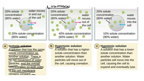 SOLVED: Distinguish among isotonic, hypotonic, and hypertonic solutions. | I Distinguish among ...