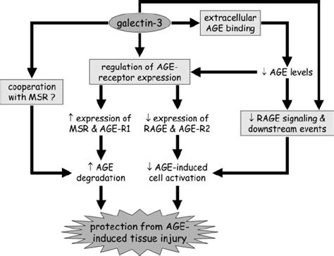 Possible Mechanisms Underlying Galec Tin Protection Toward